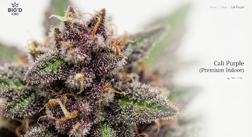 Trichomes violets gros plan